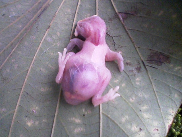 Fallen Nestling on Leaf