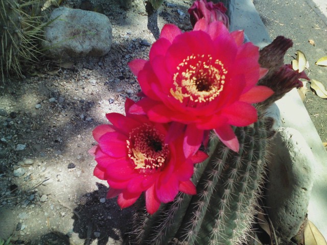 Cactus Flower - 1