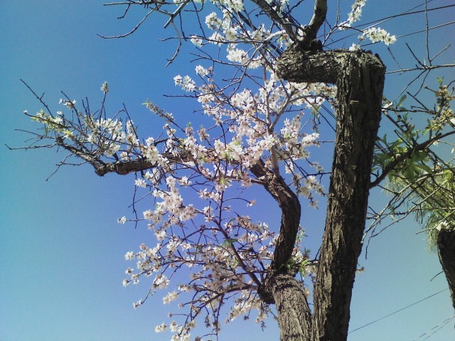 Almond Tree One