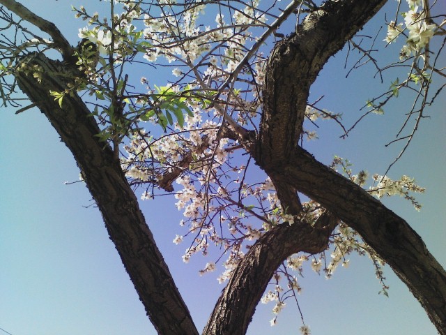 Almond Tree Two