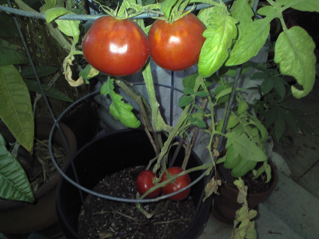 Side Garden - Tomatoes 2018